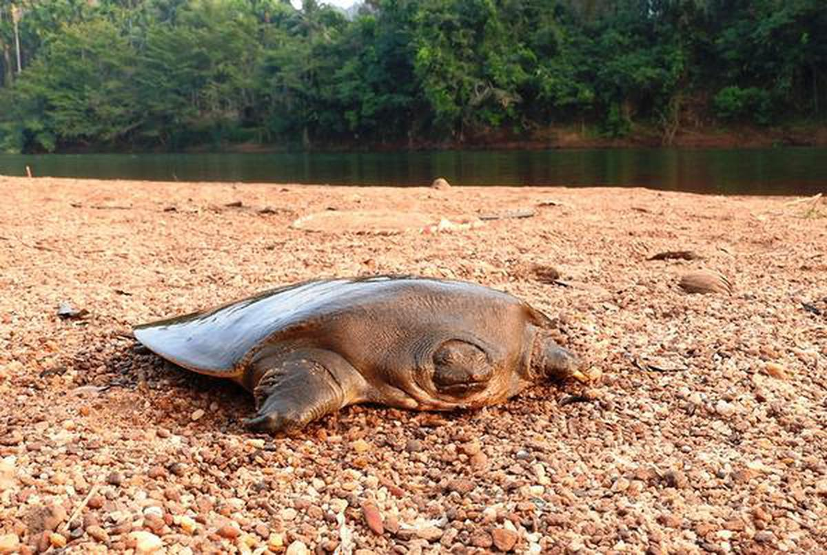Cantors Giant Softshell Turtle Talent Ias Academy 